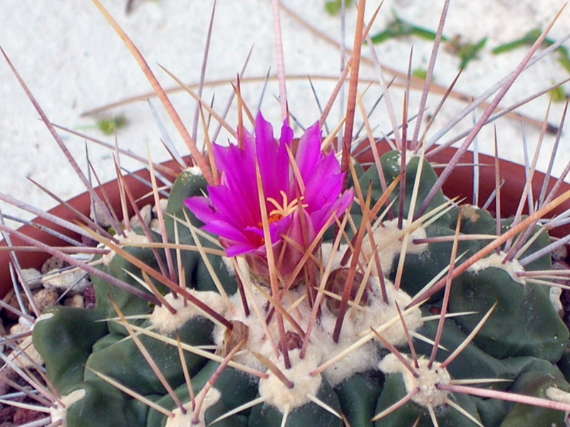 Thelocactus rinconensis 