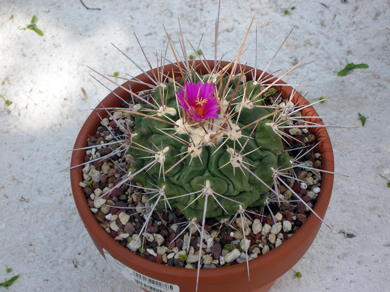 Thelocactus rinconensis 