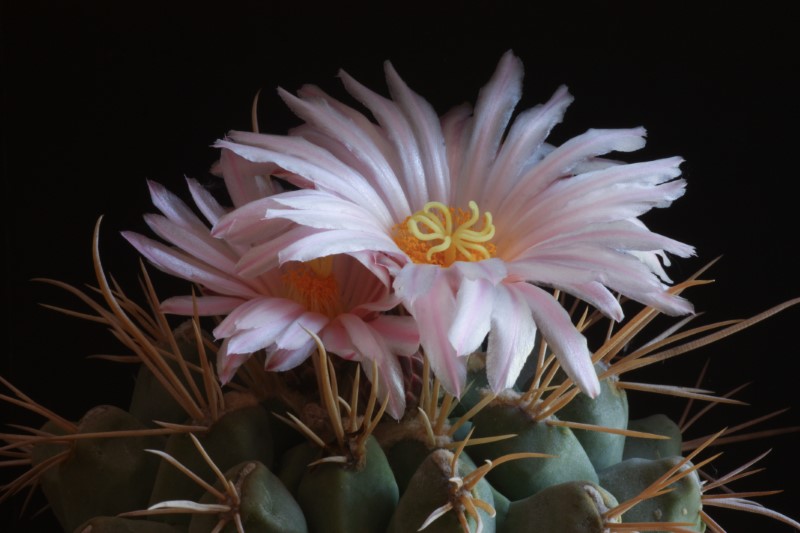 Thelocactus rinconensis ssp. nidulans 