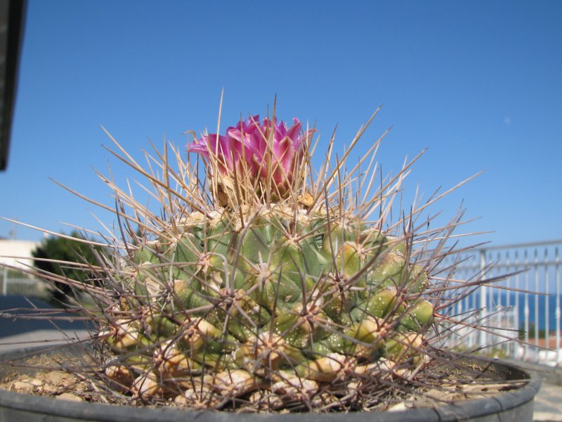 Thelocactus rinconensis ssp. freudenbergeri 