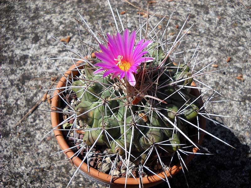 Thelocactus rinconensis ssp. freudenbergeri 