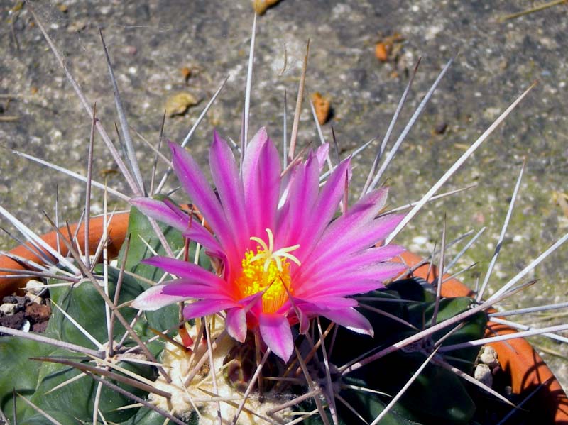 Thelocactus rinconensis ssp. freudenbergeri 