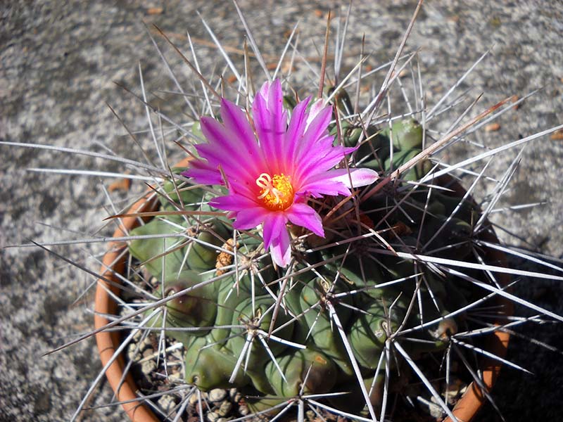 Thelocactus rinconensis ssp. freudenbergeri 