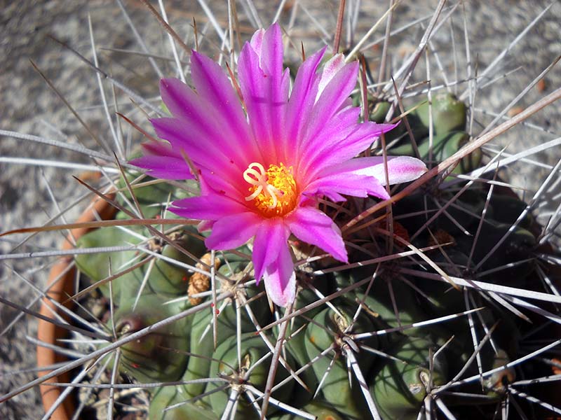 Thelocactus rinconensis ssp. freudenbergeri 