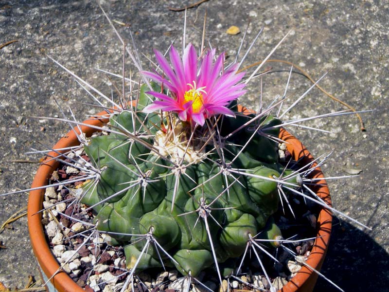 Thelocactus rinconensis ssp. freudenbergeri 