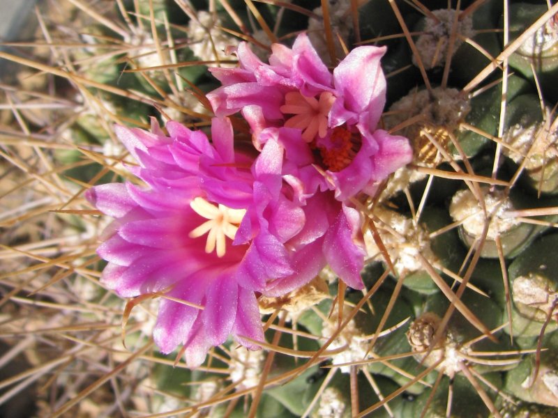 Thelocactus rinconensis ssp. freudenbergeri 