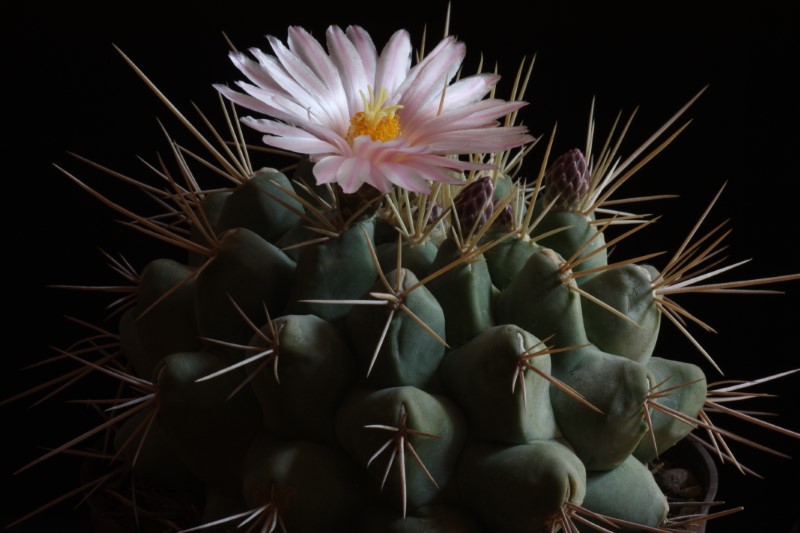 Thelocactus rinconensis ssp. nidulans 