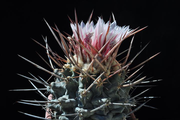 Thelocactus rinconensis ssp. nidulans 