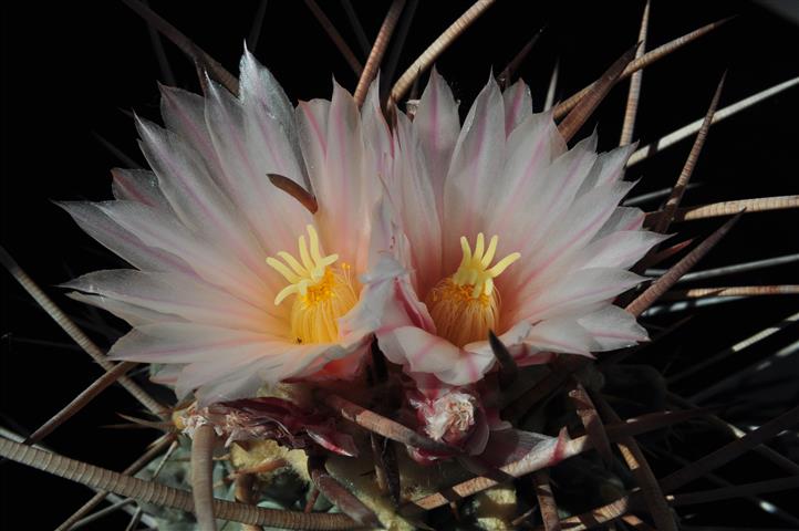 Thelocactus rinconensis ssp. nidulans 