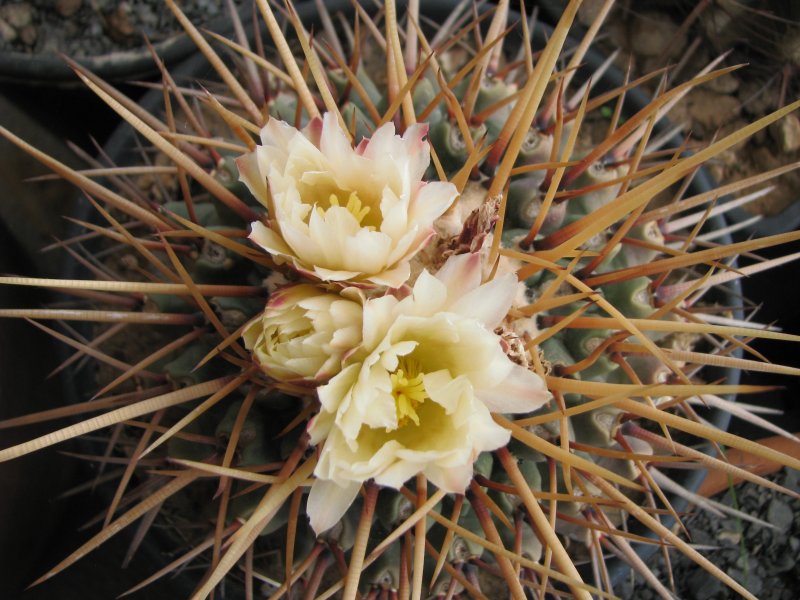 Thelocactus lophothele 