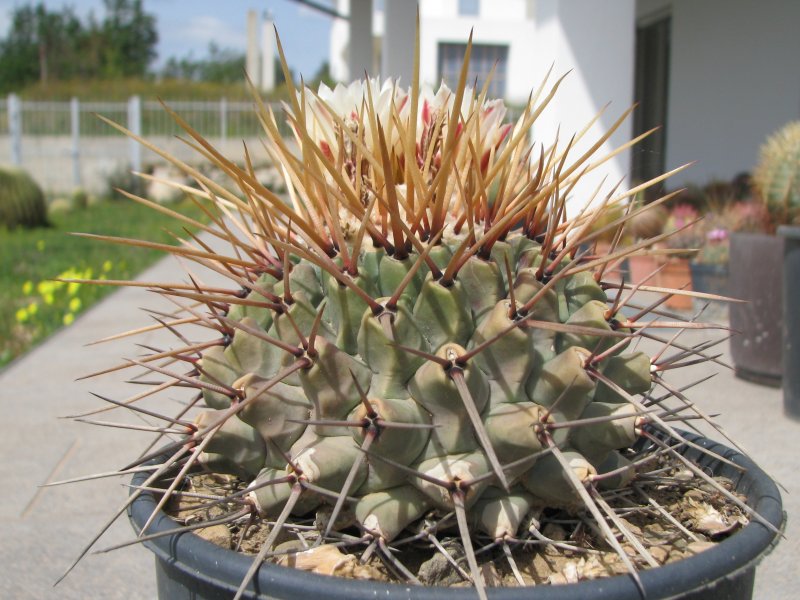 Thelocactus lophothele 