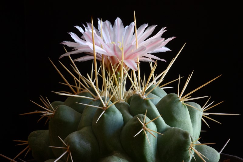 Thelocactus rinconensis ssp. nidulans 