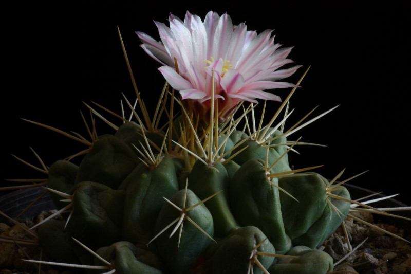 Thelocactus rinconensis v. nidulans 