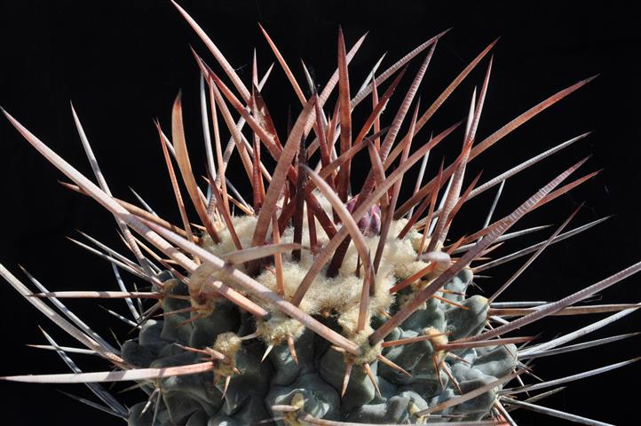 Thelocactus rinconensis v. nidulans 