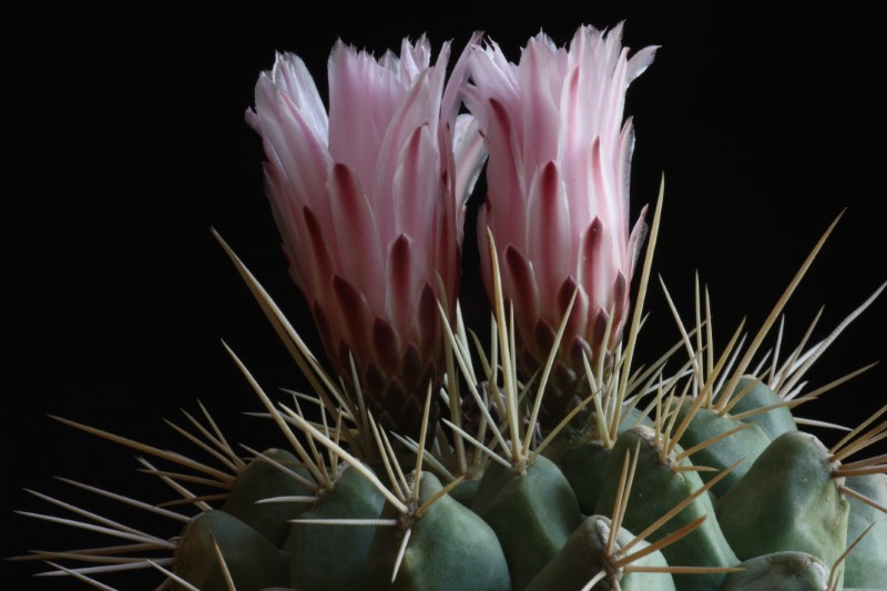 Thelocactus rinconensis ssp. nidulans 