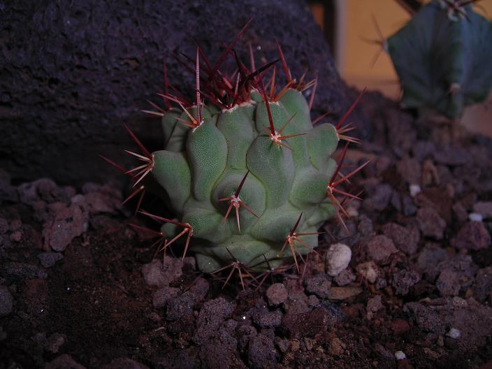 Thelocactus rinconensis v. nidulans 