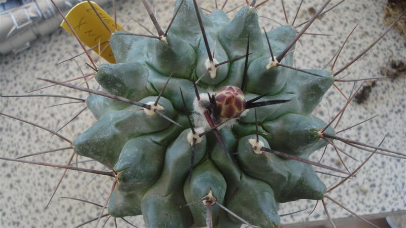 Thelocactus saussieri x nidulans 