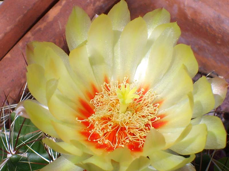 Thelocactus setispinus 