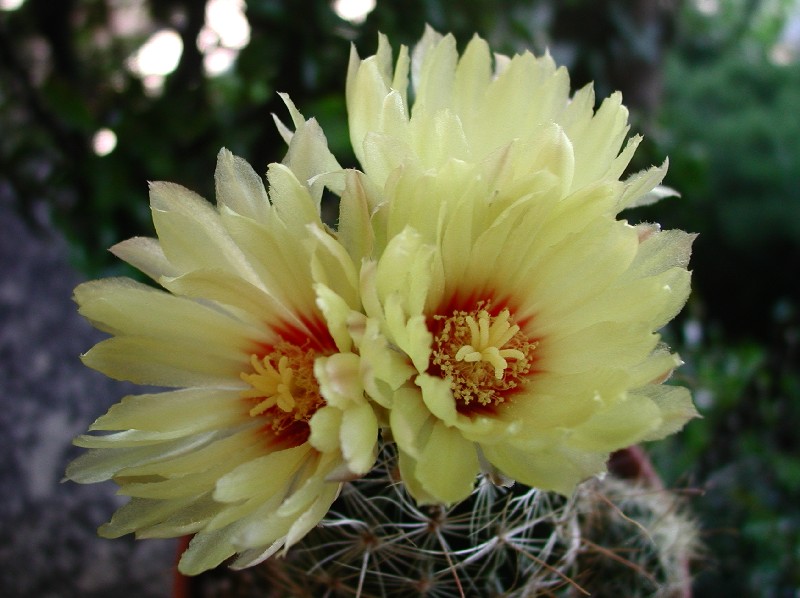 Thelocactus setispinus 