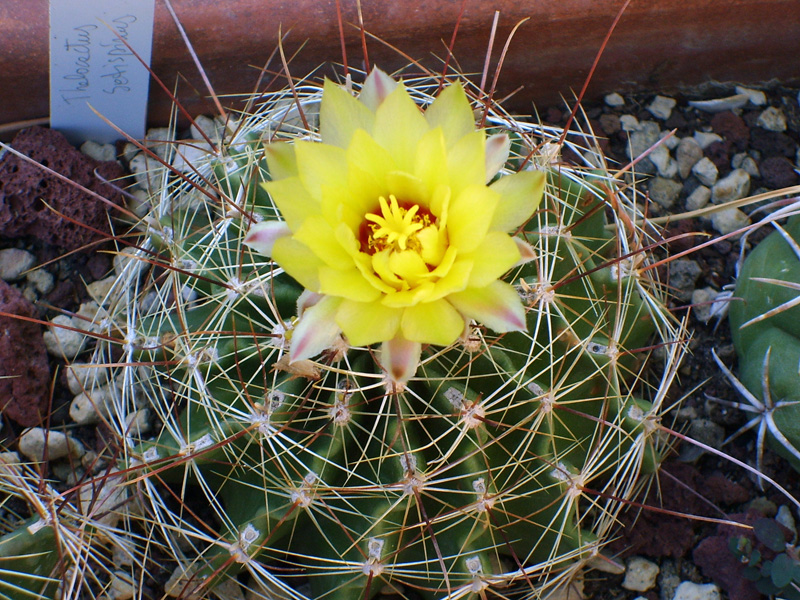 Thelocactus setispinus 