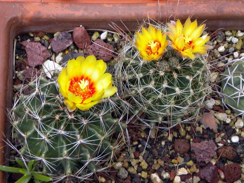 Thelocactus setispinus 