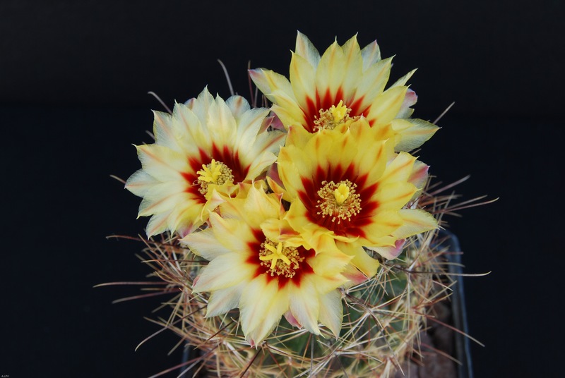 Thelocactus setispinus 