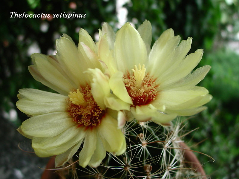 Thelocactus setispinus 