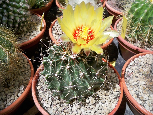 Thelocactus setispinus 