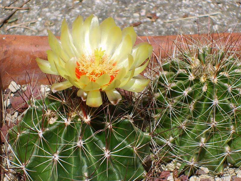 Thelocactus setispinus 