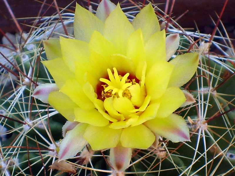 Thelocactus setispinus 