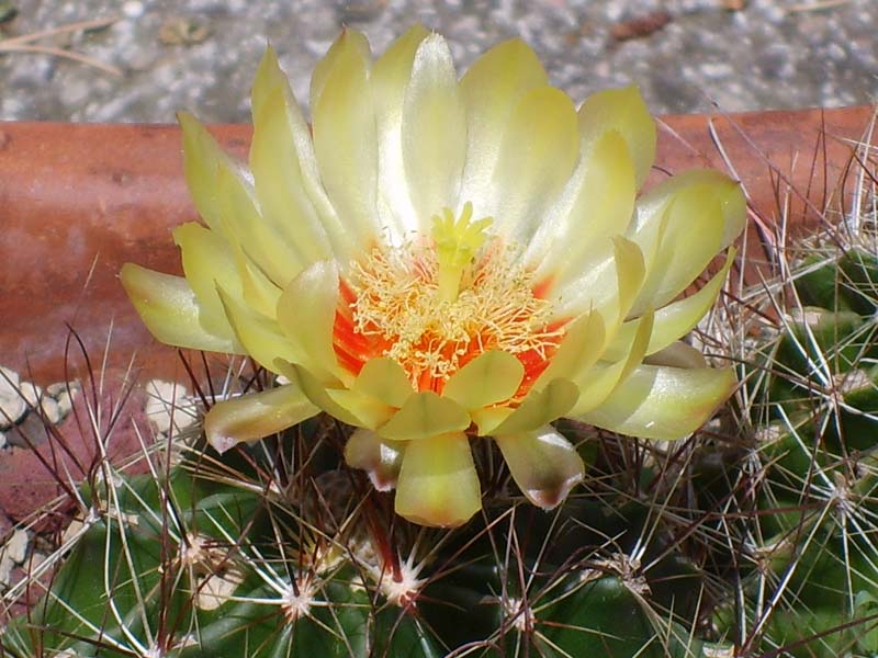 Thelocactus setispinus 