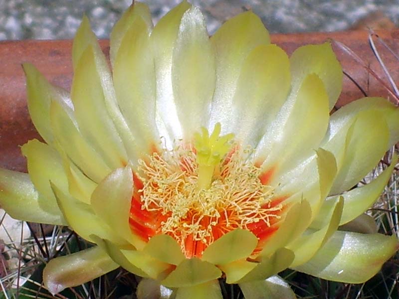 Thelocactus setispinus 