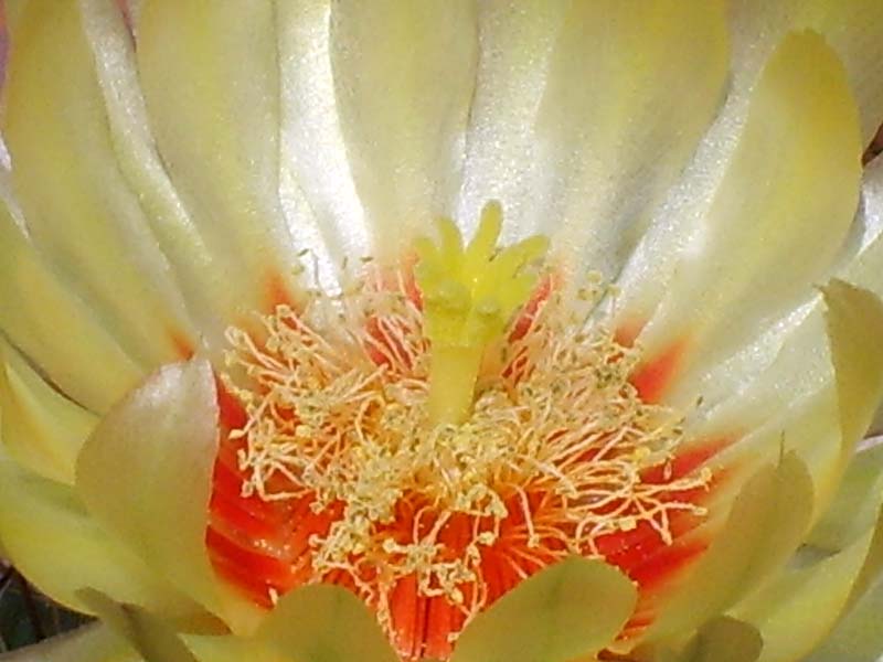 Thelocactus setispinus 