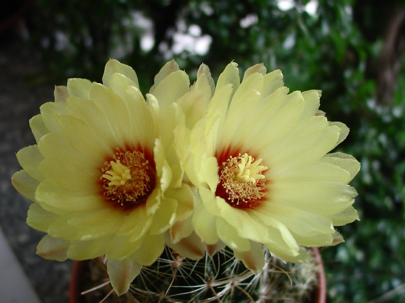 Thelocactus setispinus 