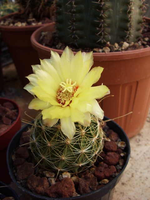 Thelocactus setispinus v. orcuttii 