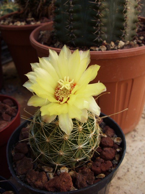 Thelocactus setispinus v. orcuttii 