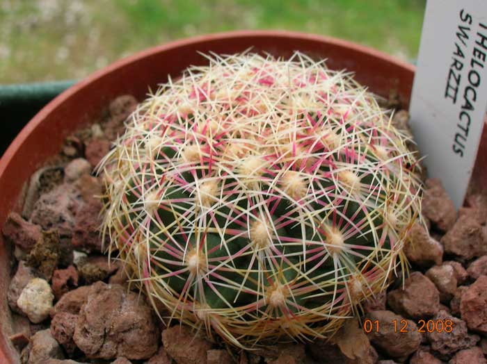 Thelocactus schwarzii 