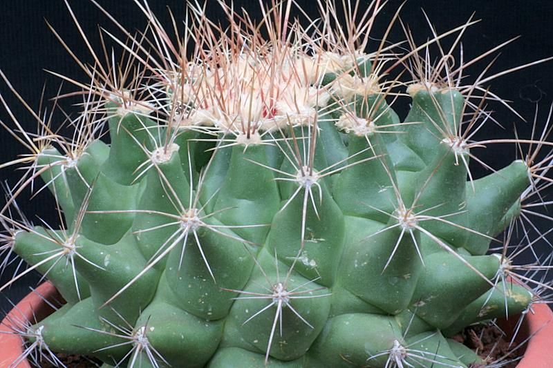 Thelocactus tulensis 