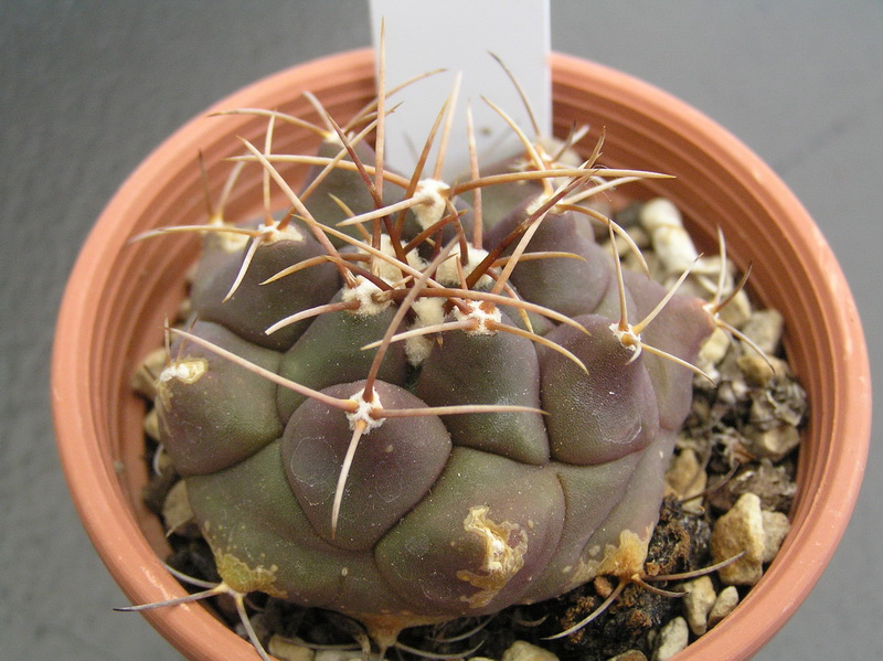 thelocactus tulensis v. matudae