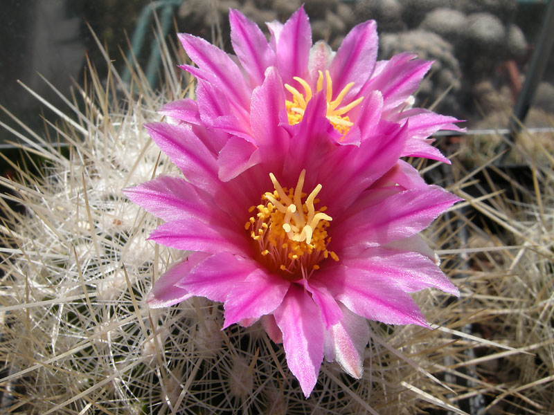 Thelocactus macdowellii 