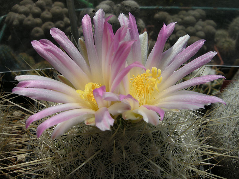 Thelocactus macdowellii 