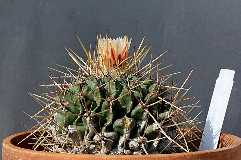 Thelocactus rinconensis 