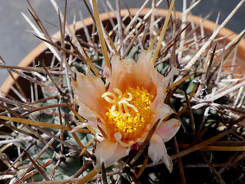 Thelocactus rinconensis 