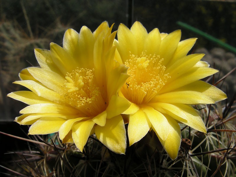 Thelocactus conothelos v. aurantiacus 