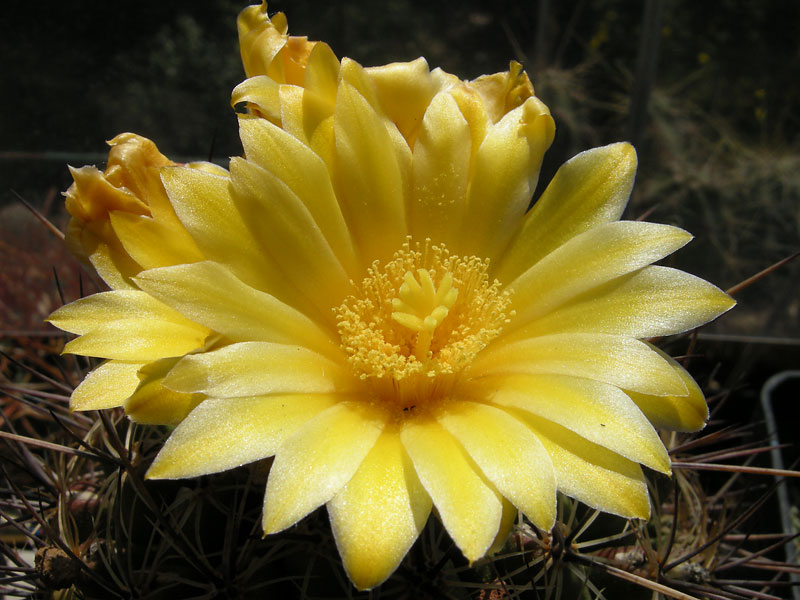 Thelocactus conothelos v. aurantiacus 