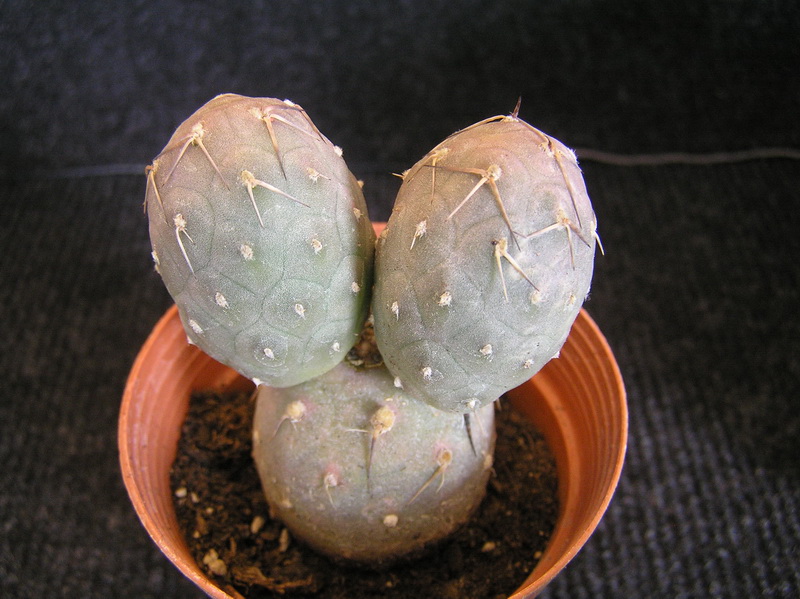 Tephrocactus geometricus 