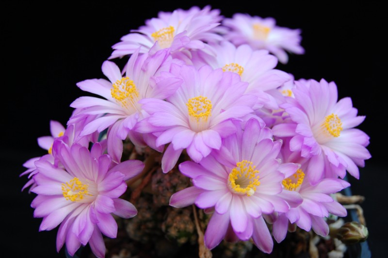 Mammillaria theresae 