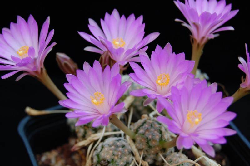 Mammillaria theresae 