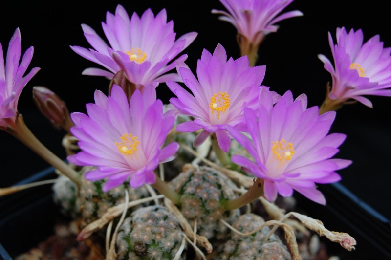Mammillaria theresae 