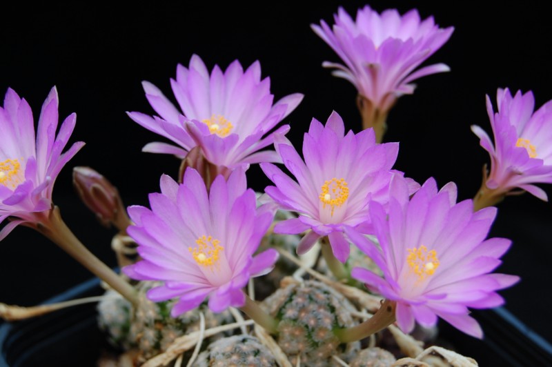 Mammillaria theresae 